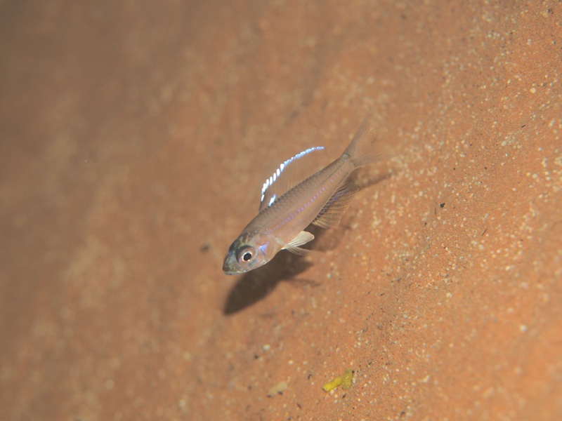 Trematocara stigmaticum 'Jakobsen's Beach'